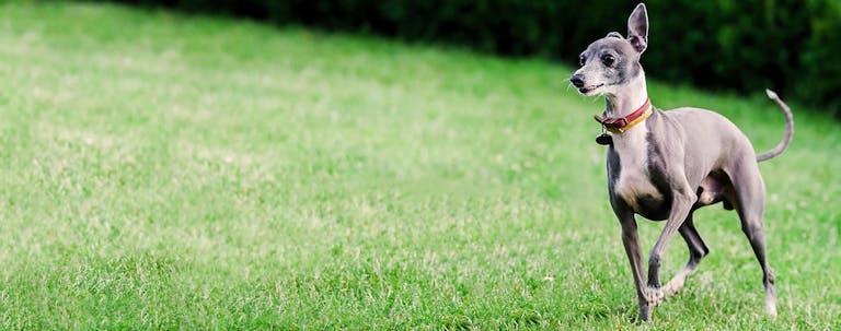 How to Train an Italian Greyhound Puppy