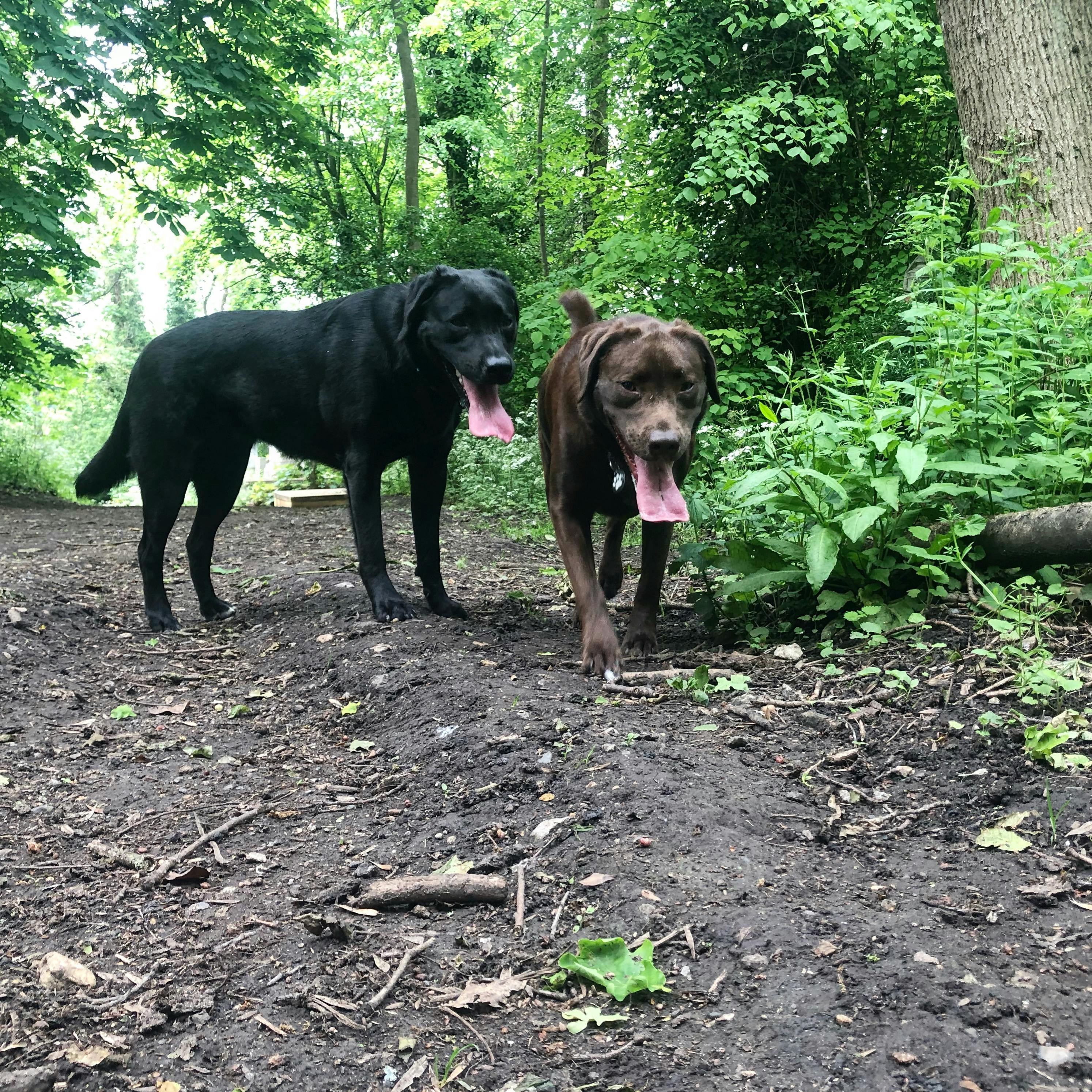 Can You Teach An Older Dog Recall