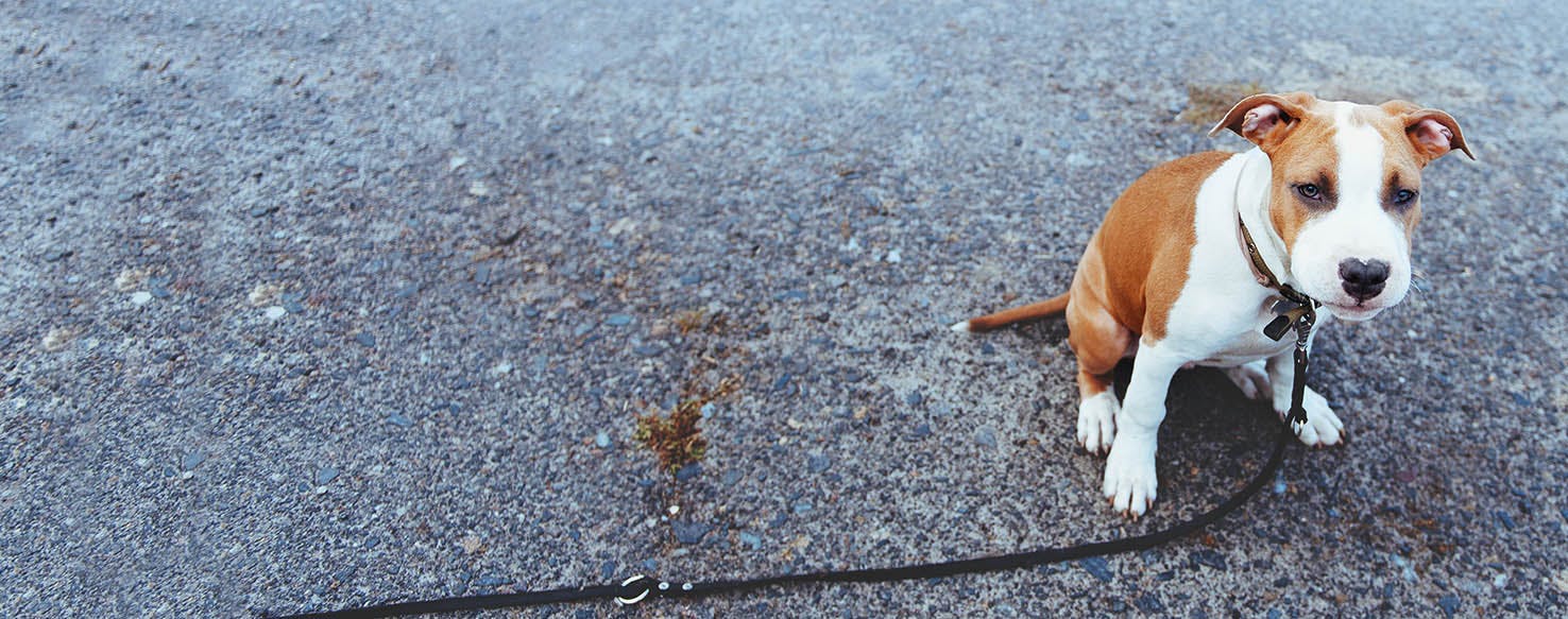 leash manners puppy