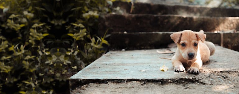 How to Train Your Puppy to Use Stairs How to Train Your Puppy to Use Stairs