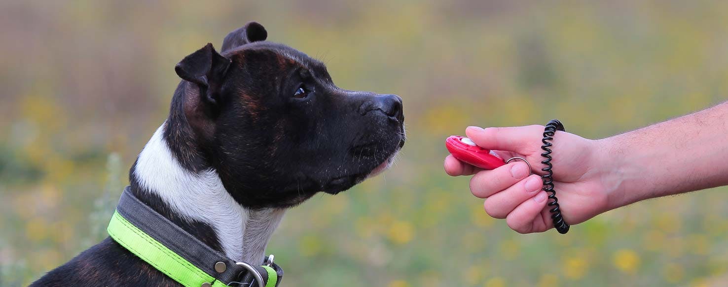 Praise With Clicks method for How to Train Your Abused Dog to Trust