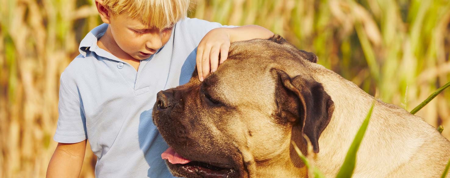 Beat Their Fears method for How to Train Your Abused Dog to Trust