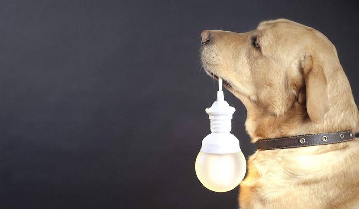 How to Train Your Dog to Turn on the Lights