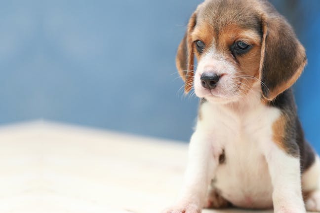 How to Train Your Dog to Twist How to Train Your Dog to Twist