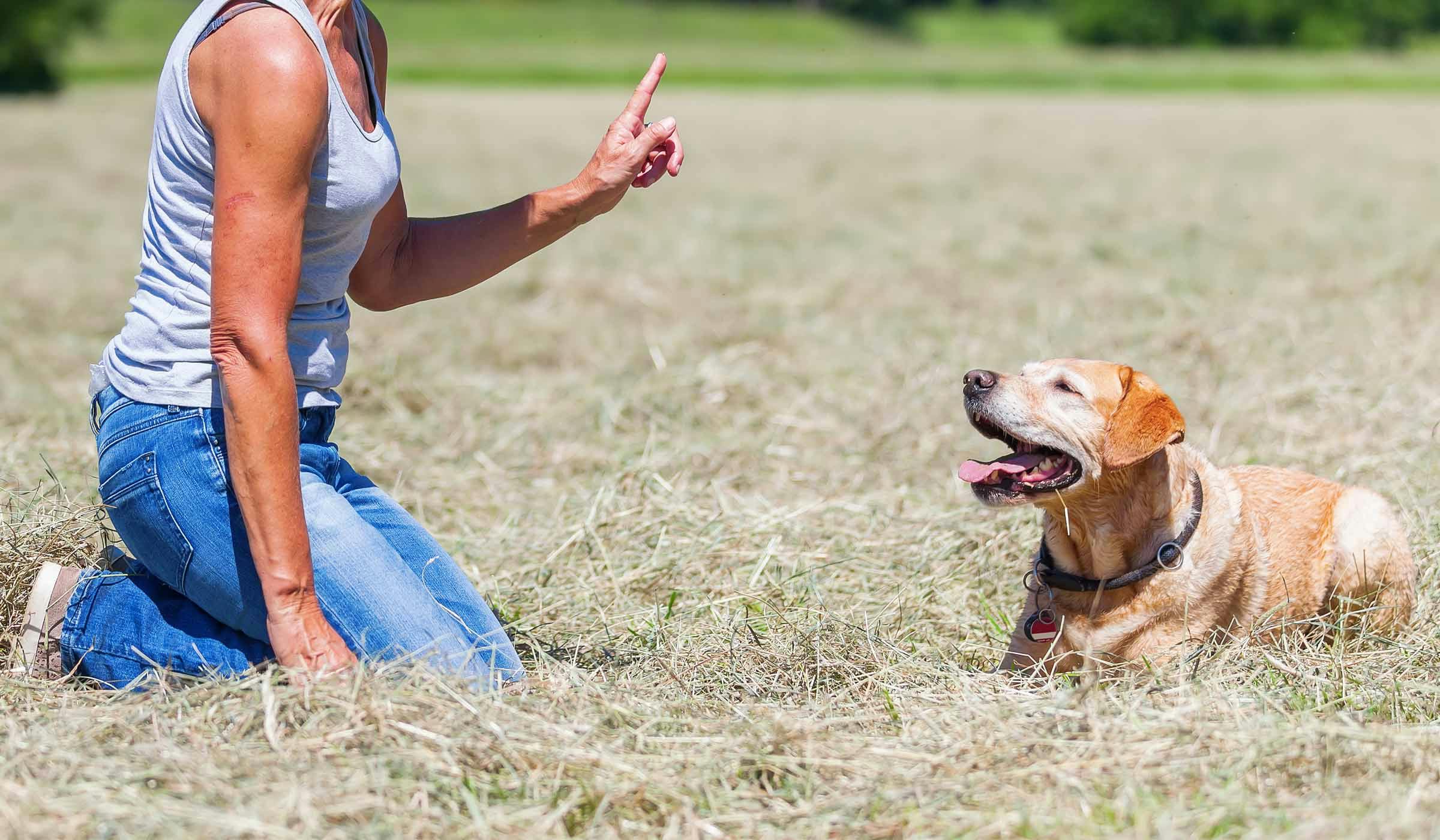How to Train Your Dog to Understand 'No' | Wag!