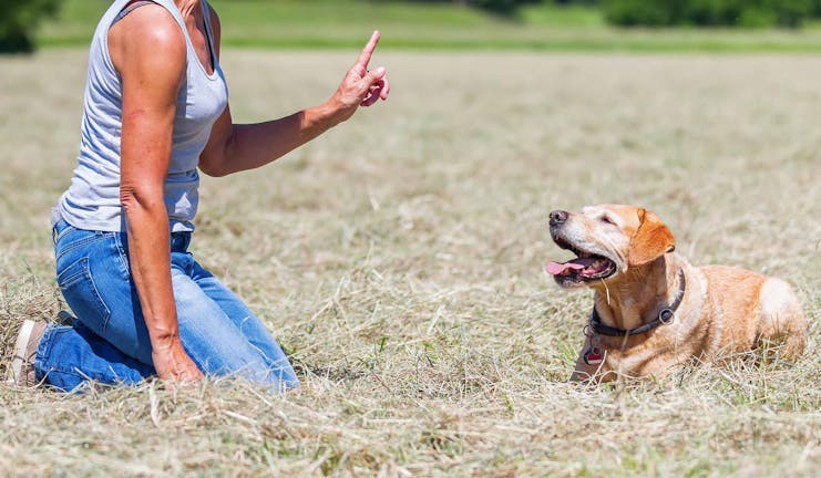 How to Train Your Dog to Understand 'No'