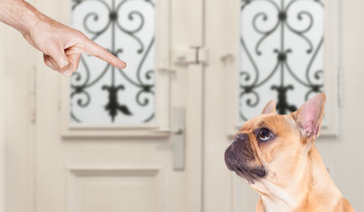 How to Train Your Dog to Understand Pointing