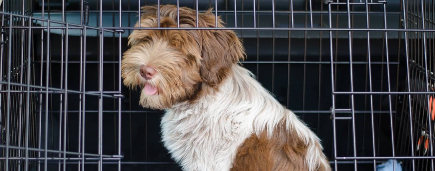 Luring Your Dog into the Crate method for How to Train Your Dog to Use A Crate