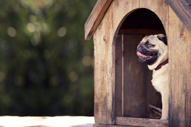 How to Train Your Dog to Use a Dog House