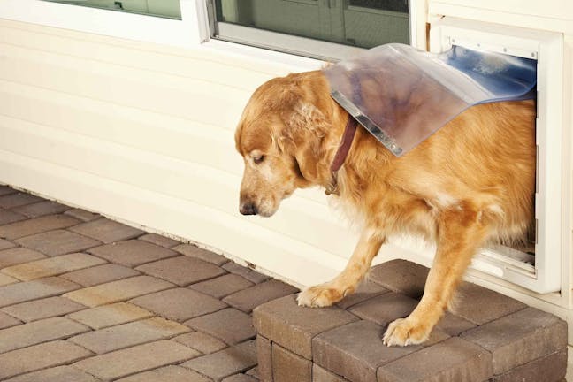 How to Train Your Dog to Use a Doggie Door How to Train Your Dog to Use a Doggie Door
