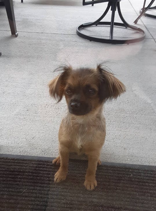 How To Train Fearful Dog To Use Dog Door