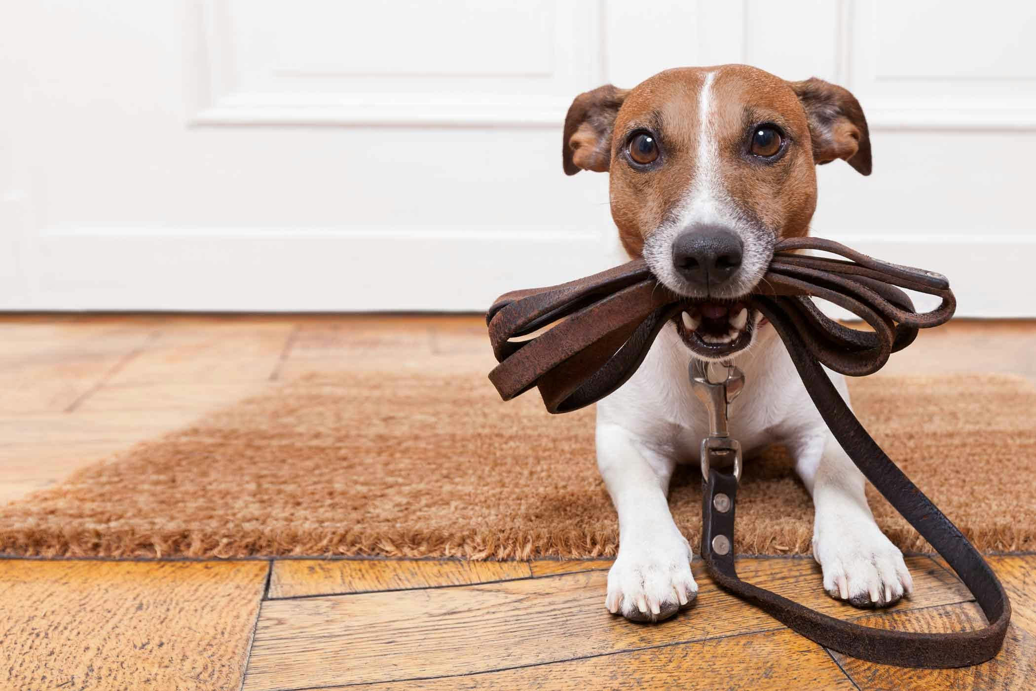 How to Train Your Dog to Use a Leash | Wag!