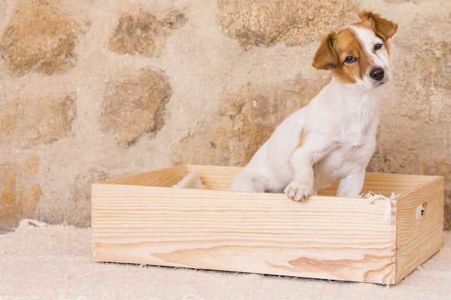How to Train Your Dog to Use A Litter Box
