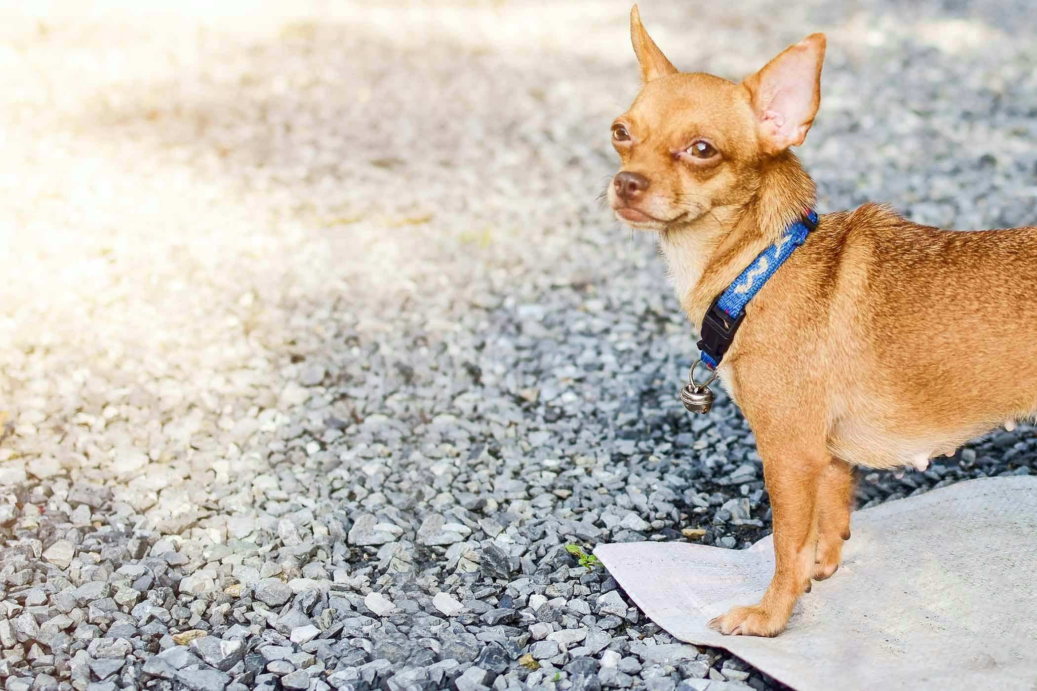 How to Train Your Chihuahua Dog to Use a Pee Pad Wag!