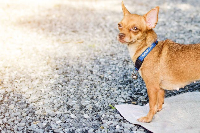 How to Train Your Chihuahua Dog to Use a Pee Pad