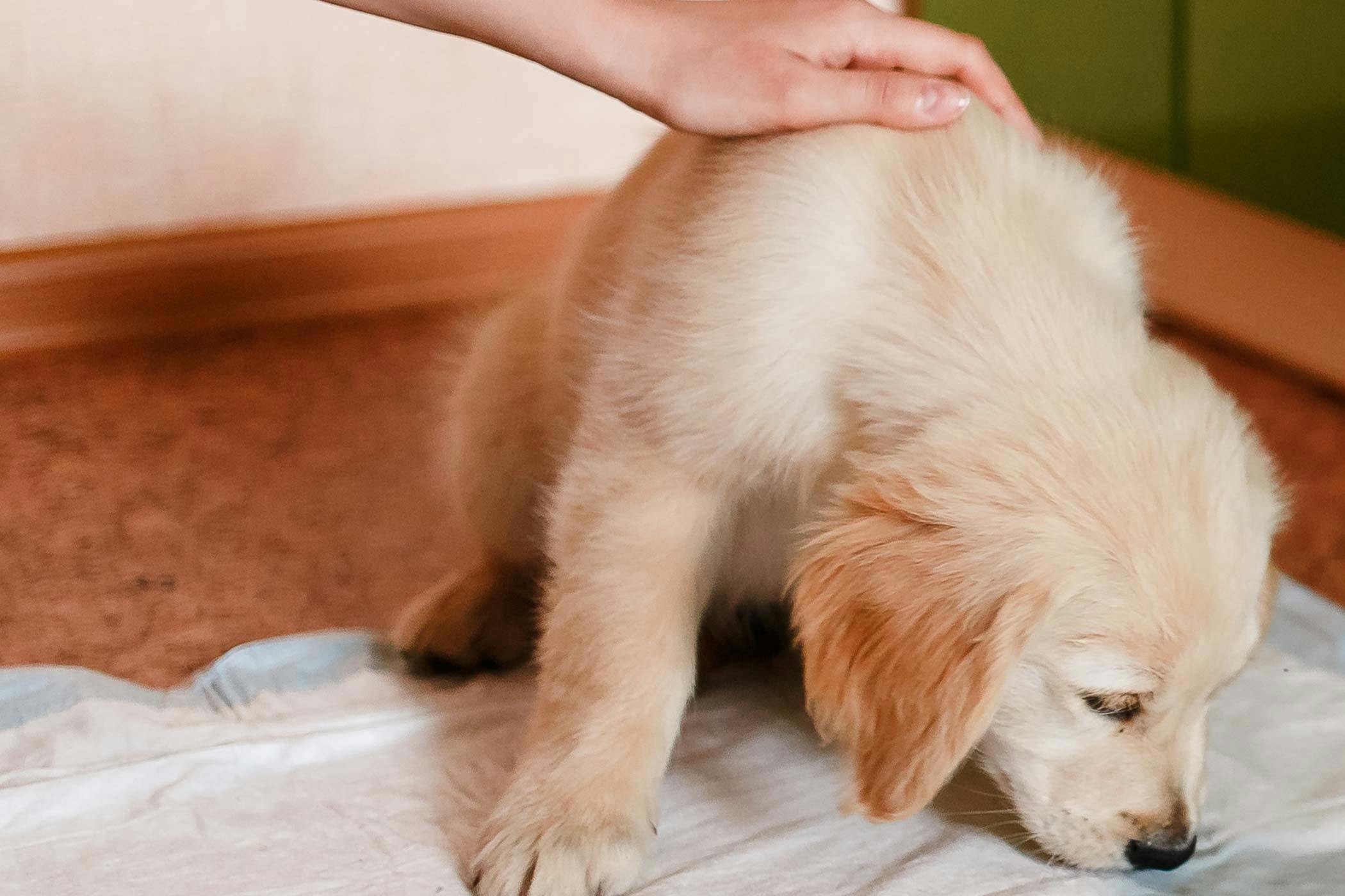 How to Train Your Dog to Use a Pee Pad Wag!
