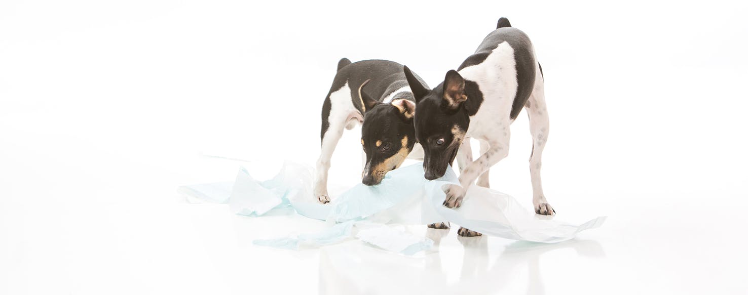 Keeping Your Dog Away from Pee Pads method for How to Train Your Dog to Use a Pee Pad