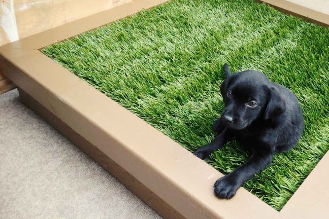 How to Train Your Dog to Use a Porch Potty