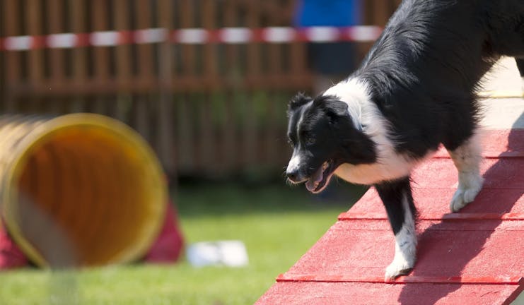 How to Train Your Older Dog to Use a Ramp