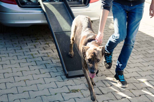 How to Train Your Dog to Use a Ramp How to Train Your Dog to Use a Ramp