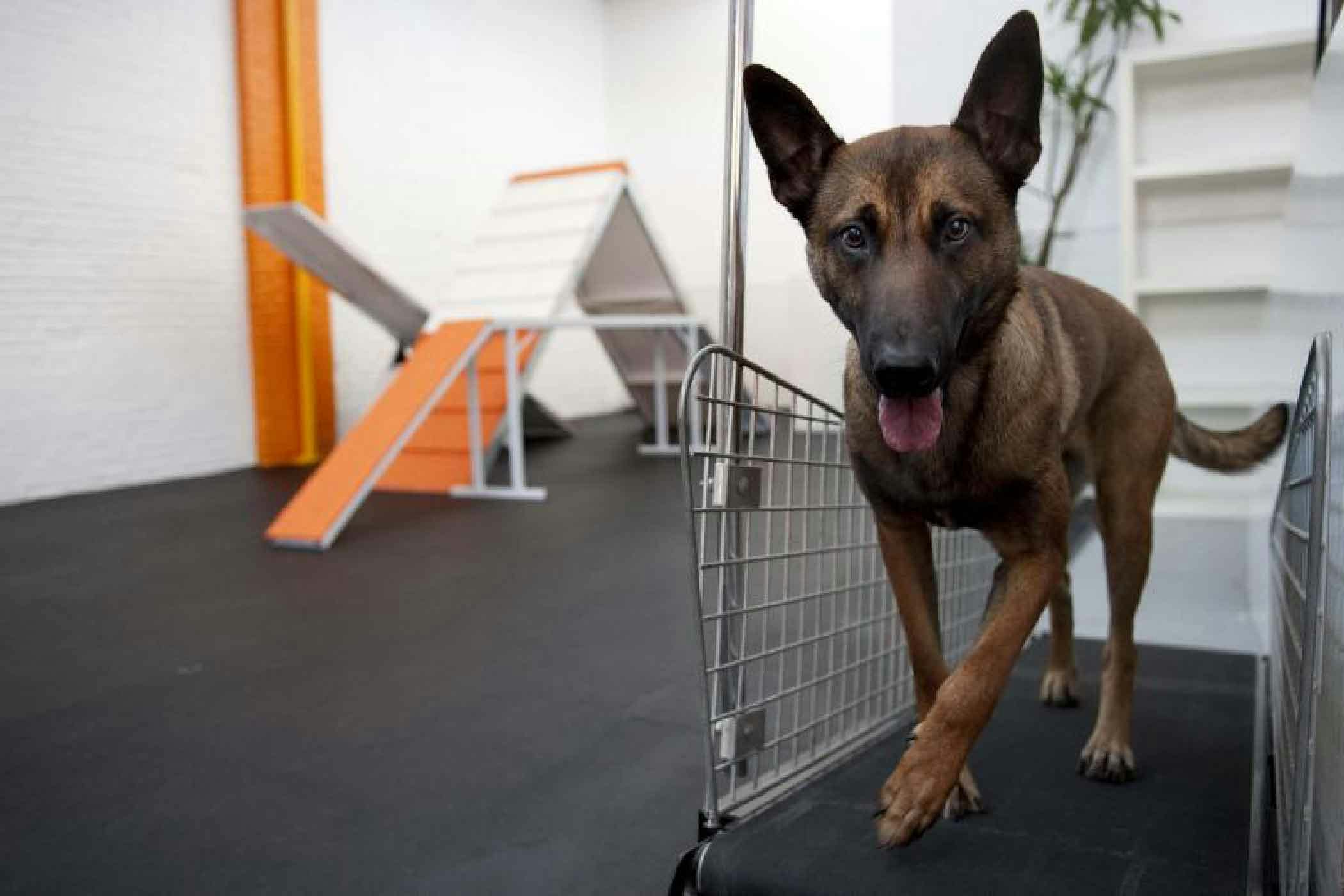 How to Train Your Dog to Use a Treadmill | Wag!