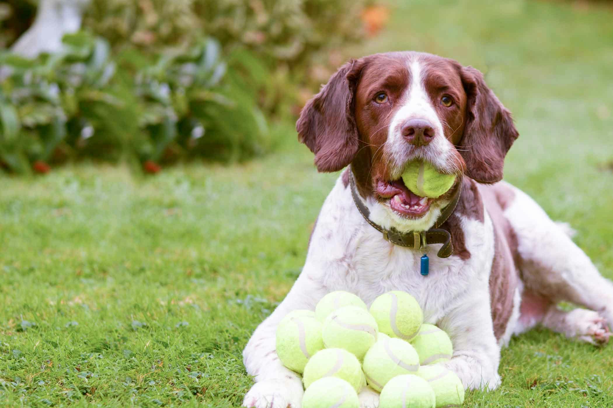 How to Train Your Dog to Use an Automatic Ball Launcher | Wag!