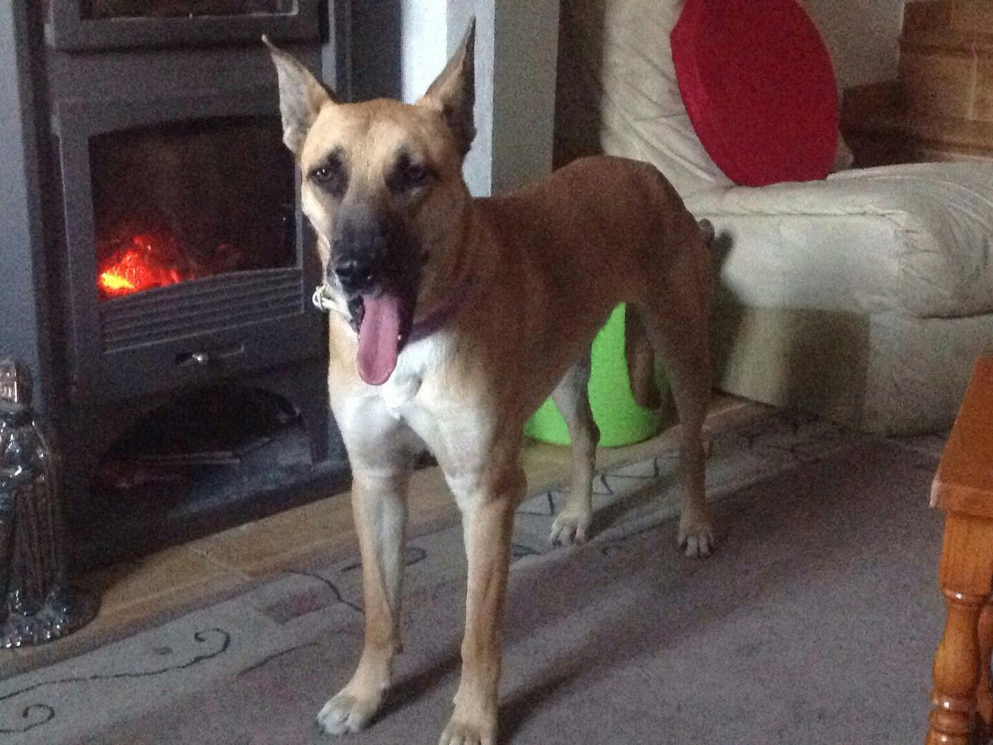 When Can You Start Training A Puppy With An Invisible Fence