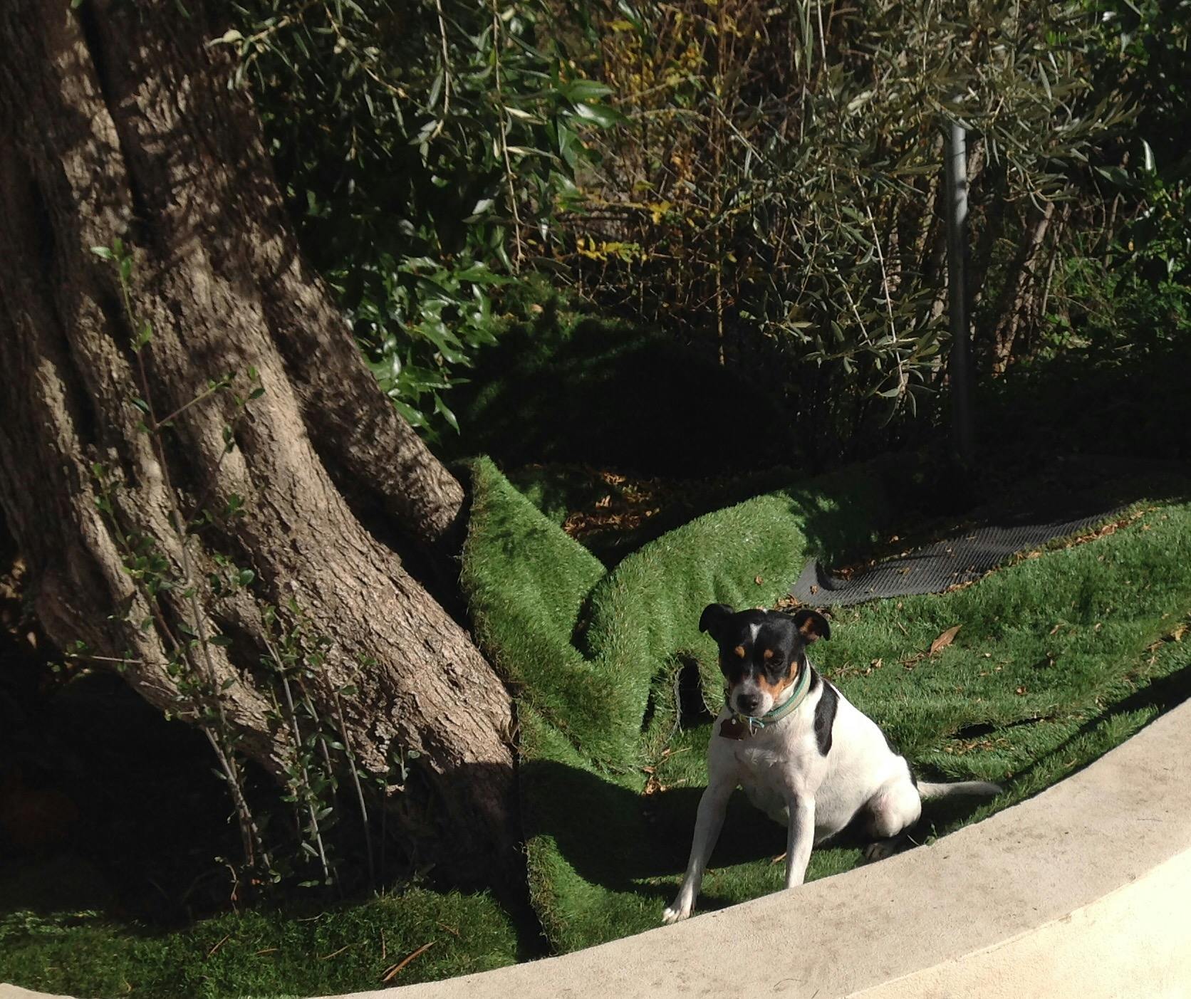 How Long Does It Take To Train A Dog With Invisible Fence