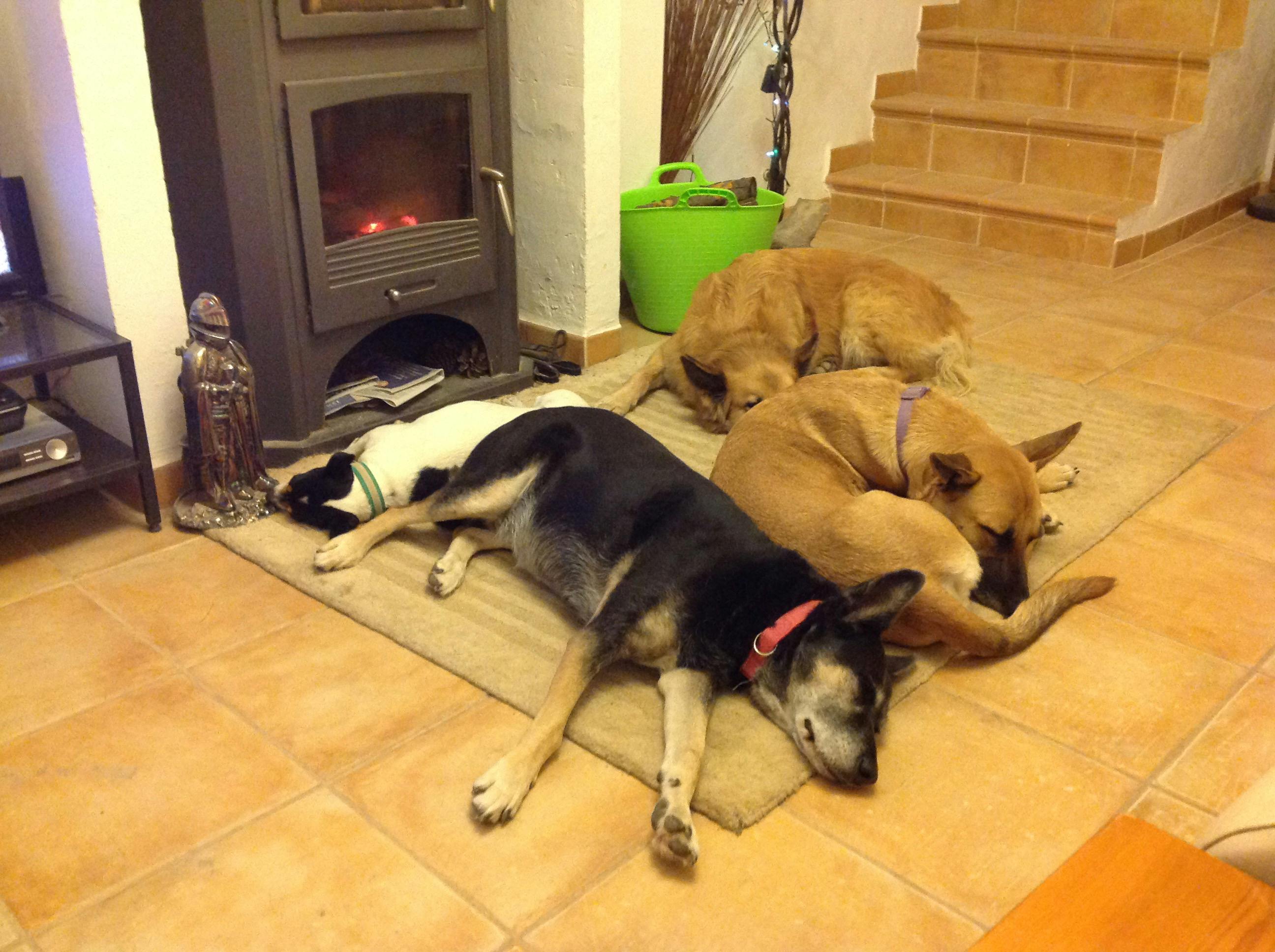 When Can You Start Training A Puppy With An Invisible Fence