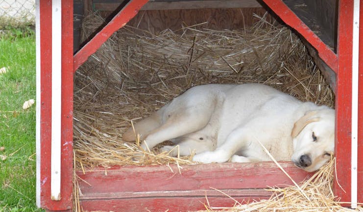 How to Train Your Barn Dog to Use Crate Manners How to Train Your Barn Dog to Use Crate Manners