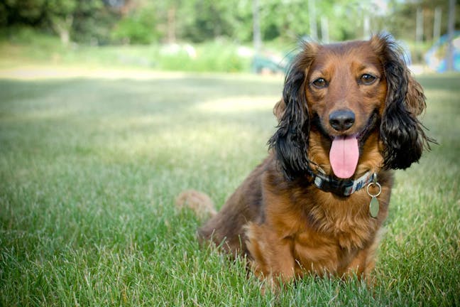 How to Train Your Dog to Use an Electric Fence