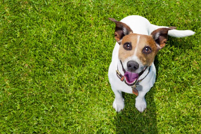 How to Train Your Dog to Use Fake Grass