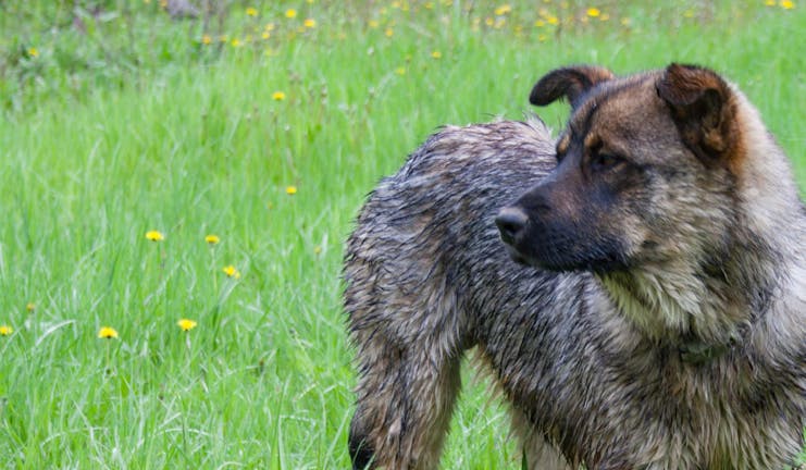 How to Train Your Older Dog to Use Indoor Grass