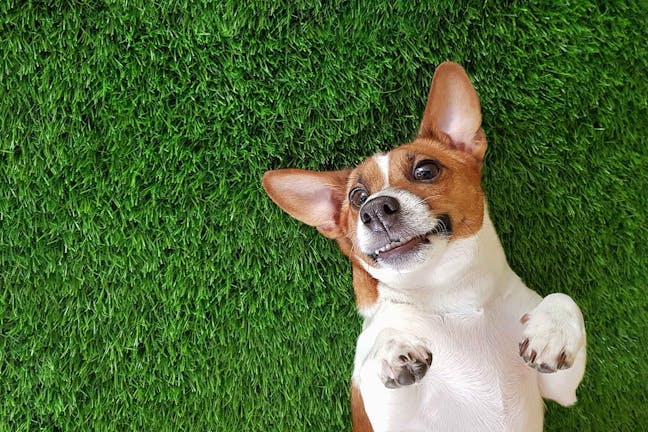 How to Train Your Dog to Use Indoor Grass