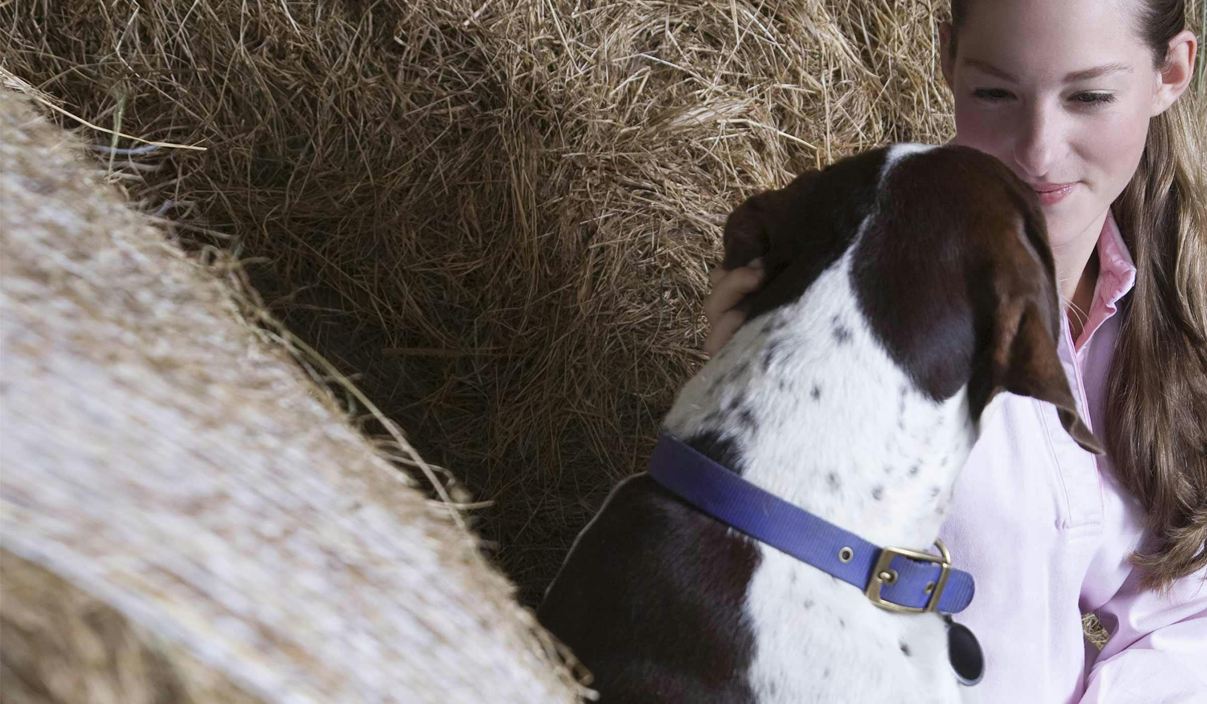 How To Train Your Barn Dog To Use Leash Manners | Wag!