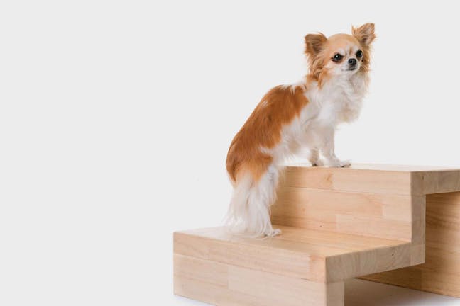 How to Train Your Dog to Use Pet Stairs