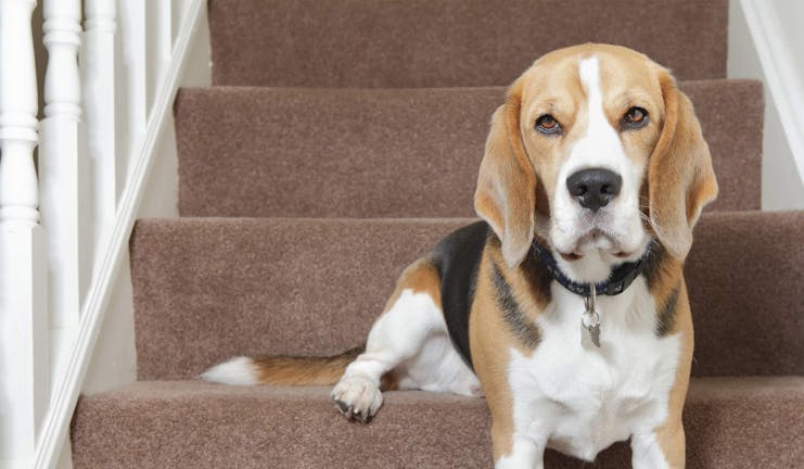 How to Train Your Older Dog to Use Stairs