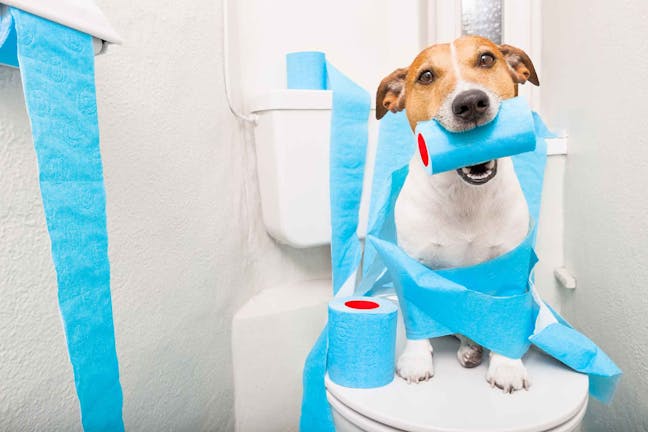 How to Train Your Dog to Use the Toilet