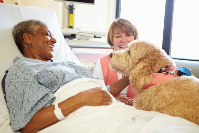 How to Train Your Dog to Visit Hospitals