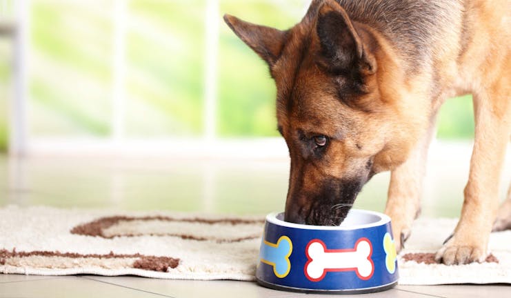 How to Train Your Older Dog to Wait for Food