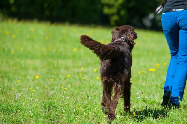 How to Train Your Dog to Walk Behind You