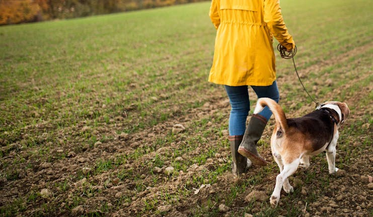How to Train Your Older Dog to Walk Beside You