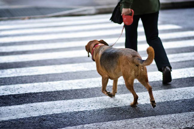 How to Train Your Dog to Walk Beside You