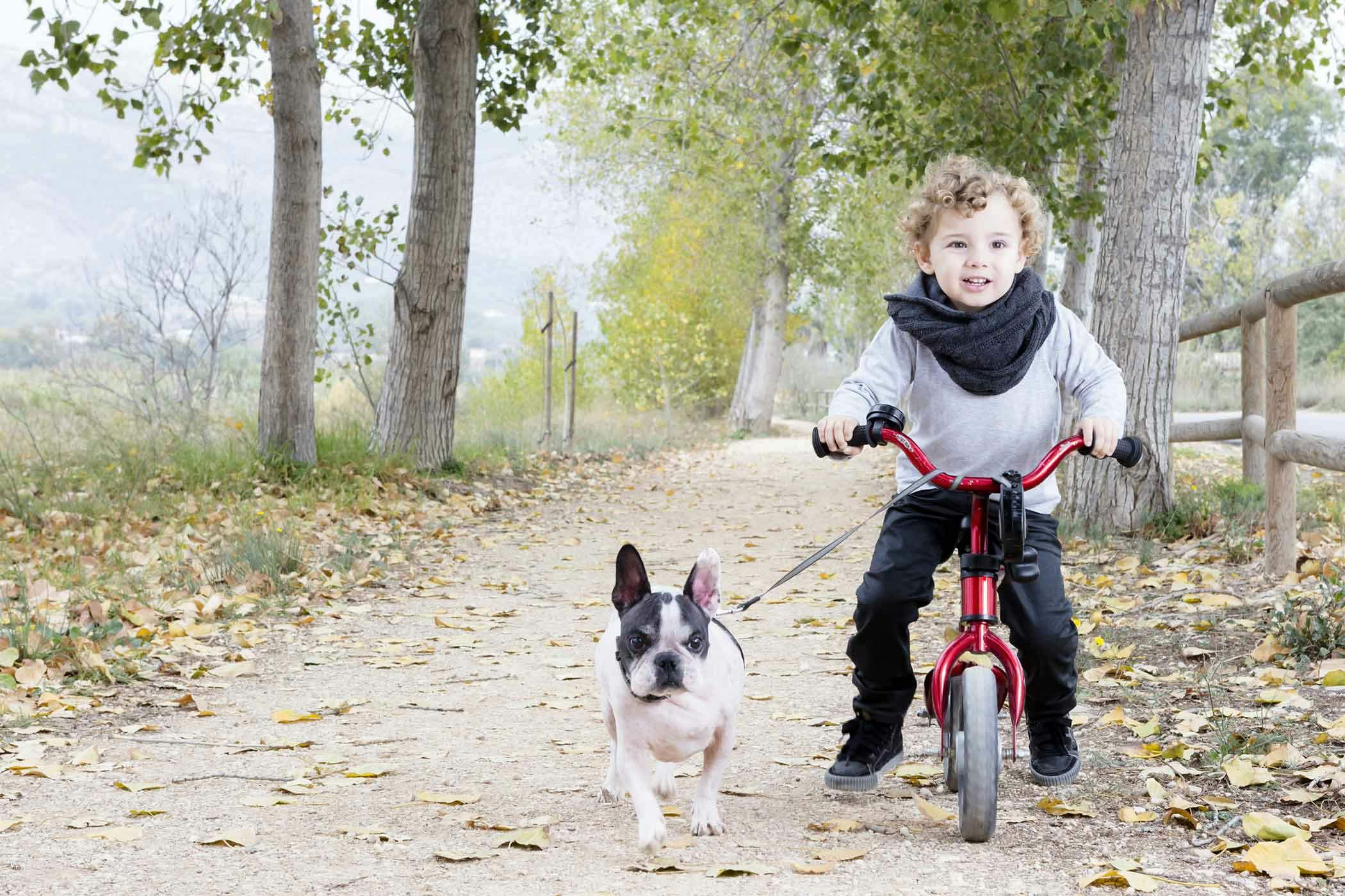 How to Train Your Dog to Walk Beside Your Bike Wag!