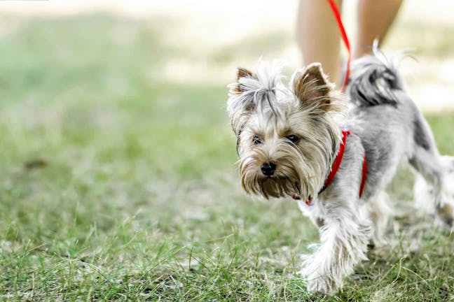How to Train Your Older Dog to Walk Calmly on a Leash