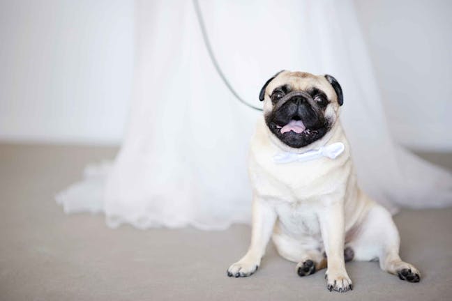 How to Train Your Dog to Walk Down an Aisle