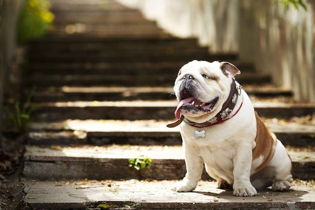 How to Train Your Young Dog to Walk Down Steps