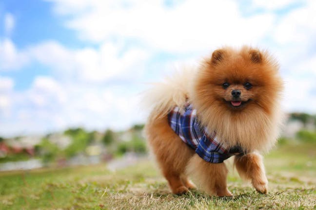 How to Train Your Dog to Walk in a Circle How to Train Your Dog to Walk in a Circle