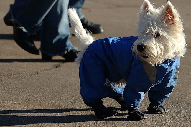 How to Train Your Dog to Walk in Boots How to Train Your Dog to Walk in Boots