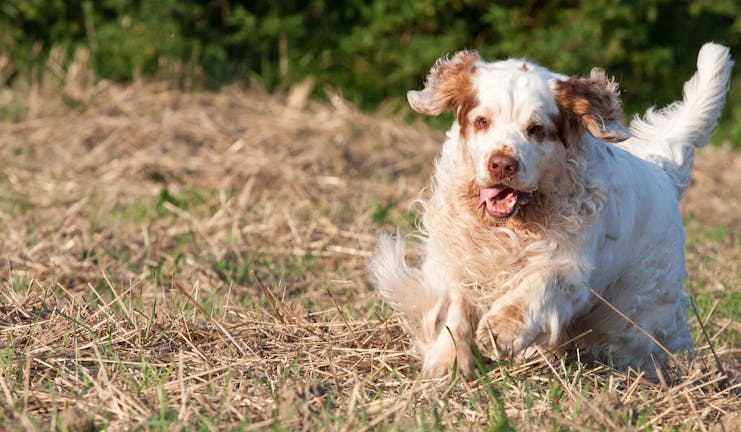 How to Train Your Cocker Spaniel Dog to Walk Off-Lead